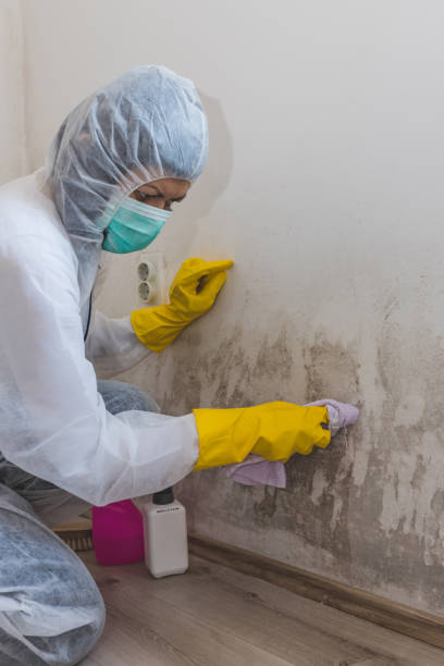Best Mold Remediation for Rental Properties  in St Stephen, SC