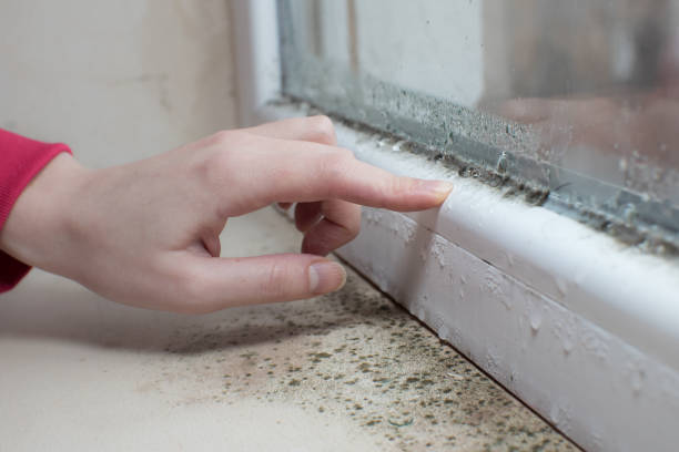 Best Forensic Mold Investigation  in St Stephen, SC