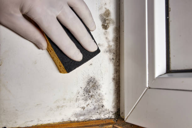 Best Attic Mold Removal  in St Stephen, SC