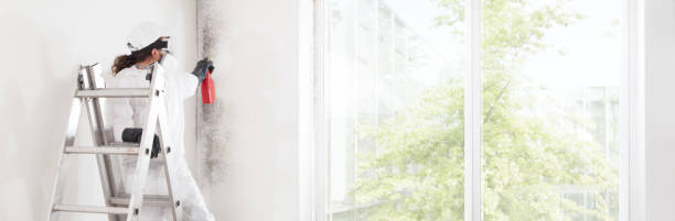 Best Industrial Mold Remediation  in St Stephen, SC