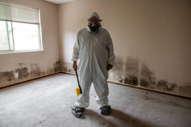 Best Mold Removal for HVAC Installations  in St Stephen, SC